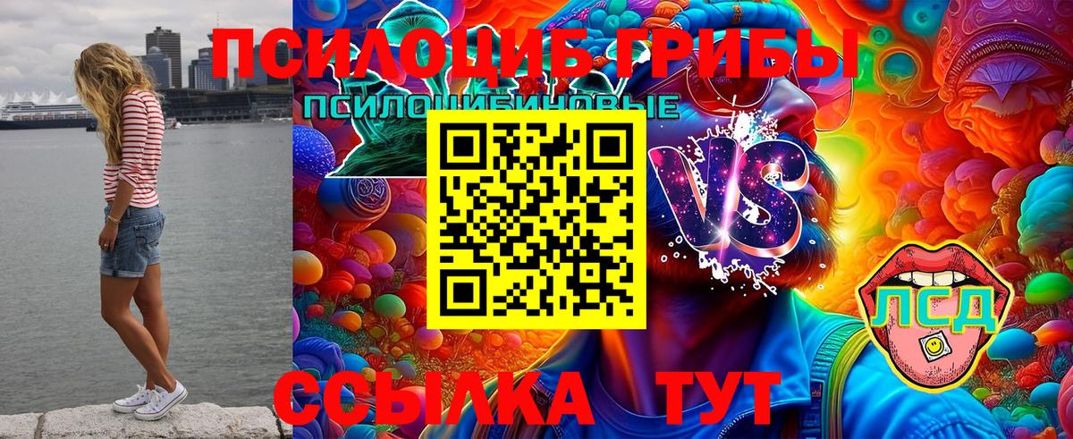 Псилоцибиновые грибы Cubensis Строитель